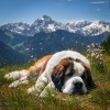 Atmósferas curativas、Música para el oído de perro、Música para la ansiedad del perro - Relajación Para Perros En La Calma De Lofi