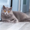 Night Music、Perfect Cat Relaxation、Pure Cat Relaxation - Soothing Music for Cat Relaxation