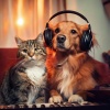 Perfect Shapes、Relaxing Pet Music、Restful Night Pets - Playful Chord Drift