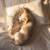 Paseo Melódico、Biblioteca de música para perros、Bienestar del perro - Ecos De La Serenidad Canina