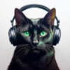 Sonidos ambientales de la naturaleza、Gatos Especialistas、Música Clásica para Gatos - Susurros Melódicos Arrullan A Los Gatos