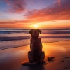 Pelícano、Reiki y paz para animales、Sonidos para seres en paz - Vibraciones De Hip Hop Para Mascotas