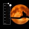 猫二 - 想与你纵横人间