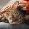 Inmersiones y saltos、Solo para gatos、Zona de música de gatos - Suave Sonido Felino