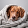 Tranquilo Musica Relajante de Guitarra、Calma en el descanso、Quietud animal profunda - Guitarra De Mascota Earmonía