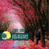 逸雨 - 梧桐树的秋天