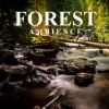 Ambient Sounds from I’m In Records - Morning Birds in the Forest (Part 01)