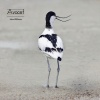 John Williams - Avocet