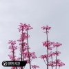 Honeyfox、Lost.、Pop Mage - Someone Like You (Acoustic)