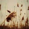Bellatrix、VOW - Like to Wind