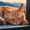 Flotando en lo infinito、Grabaciones de sonido de vida silvestre、Cazadores de zoológicos - Ritmos Relajantes Para La Relajación Del Gato