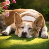 Sonidos que los Perros Aman、Sonidos Relajantes para Perros、Latidos cósmicos - Ritmos Relajantes Para La Calma Canina