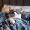 Atrapar el sueño、Analogía de la comedia、Seimar - Sinfonía Dulce De La Siesta