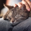 Ondas cerebrales de latidos binaurales、Naturaleza y Sonidos Fondos、Ruidos de la Naturaleza - Hip Hop Suave Para La Siesta Del Gato