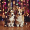 Music In the Background、Paz Sounds、Peaceful Pet Tracks - Calming Paws Tune