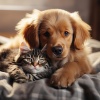 Pet Music World、Cats Music Zone、Dog Relaxation - First Day of Spring