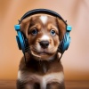 Latidos cósmicos、Perro radio 1、Perro relajarse - Vibraciones Positivas