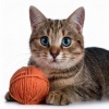 Tonos de frecuencias de solfeo、Grabaciones de transmisiones externas、Llovido - Huellas De Gatos Relajantes