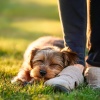 Guerrero binaural、MUSICOTERAPIA PARA PERROS、Música suave para perros - Silencio Cachorro Armonía