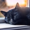 Ritmos Binaurales Entretenimiento de Ondas Cerebrales、Sonidos De Truenos y Lluvia、Atmósferas de Lluvia - Armonía Reparadora Para Gatos