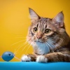 Investigación de ritmos binaurales、Lluvia Soundzzz Club、Cara de lluvia - Espacios Felinos Armonizados