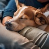 Sentimiento Profundo、Música para Perros Ambiente、Cachorro durmiendo RW - Supera Las Ansiedades De Los Perros Tranquilos