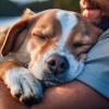 Frecuencias con Sientes、Radio Canina Relajante、Relajación Musical para Cachorros - Melodías Relajantes Para Caninos
