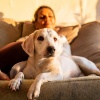 Delta Puro、Sueño calmante para seres、El relajante Real Animal - Ritmos Suaves Para Relajar A Las Mascotas
