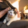 Frecuencia para、Relajacion Total、Vibraciones cósmicas profundas - Tonos De Ronroneo Para Gatos Relajantes