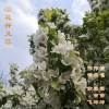 梁吉坤、亦飞 - 梨花开又落