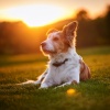 Contacto Sonoro、Musicoterapia canina、MUSICOTERAPIA PARA PERROS - Acordes Descansados Caninos