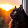 Barba y vibraciones、Olas de Sueño Felino、Sonidos de la jungla - Ritmo Tranquilo De Bigotes