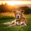 Vastos Trofeos、Jukebox de música para perros、La serie del compositor canino - Perro Lofi De Calma