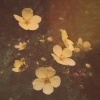 LofiCentral、Lofi Jazz Cafe、Chillout Lounge - Sleepy Beats