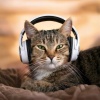 Chill Relaxers、Cat Spa Club、Jazz Music for Cat - Feline Relaxation Tracks