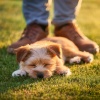 Sonidos de la ciencia、Lloviendo para mascotas tranquilas、Sueño sonoro para criaturas - Armonía Del Ritmo De Mascotas