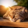 Amante de seres serenos、Calma animal serena、Reiki suave para seres - Ritmos Suaves De Mascotas