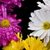 Acoustic Instrumental Vibes - Dew on the Daisies