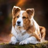 Ritmos Binaurales MT、Música suave para perros、Música tranquila para perros - Formas Musicales Caninas