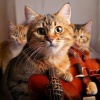 Flow Zen Silent、Ultimate Cat Calm、Peaceful Cats - Strings and Brass Unite
