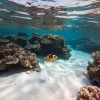 Chill Haven、Lofi Calm、Chillout Paramount - Oceanic Life