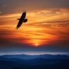 Sonidos Naturales para Relajarse y Conectar、Océanos y Océanos、Hola Pájaros - Relajación Lofi Para Calmarse