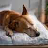 El sonido de la lluvia、Perros en Paz、Biblioteca de música para perros - Melodías Suaves De Relajación Para Perros