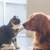 Peaceful Music Moments、Relaxing Music for Pets、Quiet Pet Music - Pets Comfort Harmony Tunes