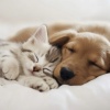 432Hz Yoga、Pet Calming、Music for Pets All-stars - Gentle Pet Slumber Tunes