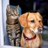 Soothing Daytime Music、Pet Sound Therapy、Music for Pets Universe - Relaxing Pet Evening Tunes