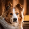 Muestreo estéreo al aire libre、Música para la ansiedad del perro、Música para perros con ansiedad - Ritmos Caninos Calmantes