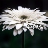 沈欣辞、苏孟霖 - 一朵桔梗花