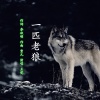 王觉 - 一匹老狼