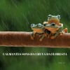 #Calmante、Relaxamento Sons da Natureza Ruído Branco Musicas Clube、Tormenta Jamaicana - Totler Gotas De Água